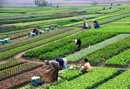 Agri-businesses Induces Recovery in MCA Registrations, Business Services Lag